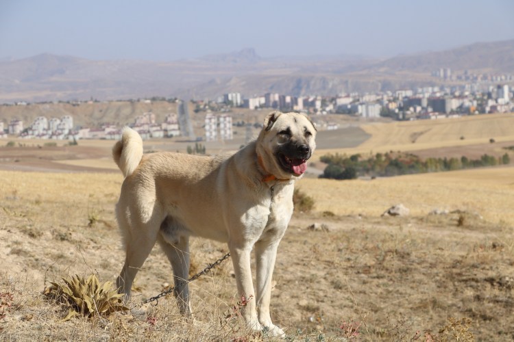 Анатолийская овчарка кангал