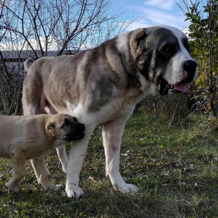 Турецкий алабай кангал