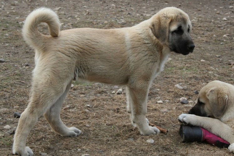 Аксарай Малакли