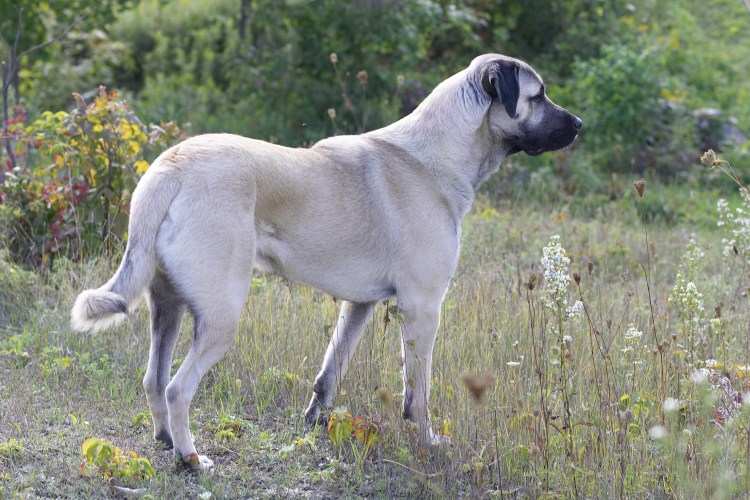 Турецкая овчарка кангал