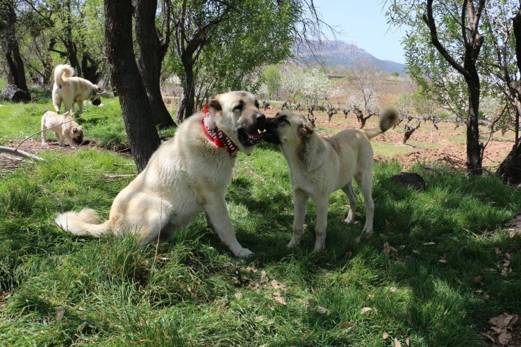 Туркменский волкодав кангал