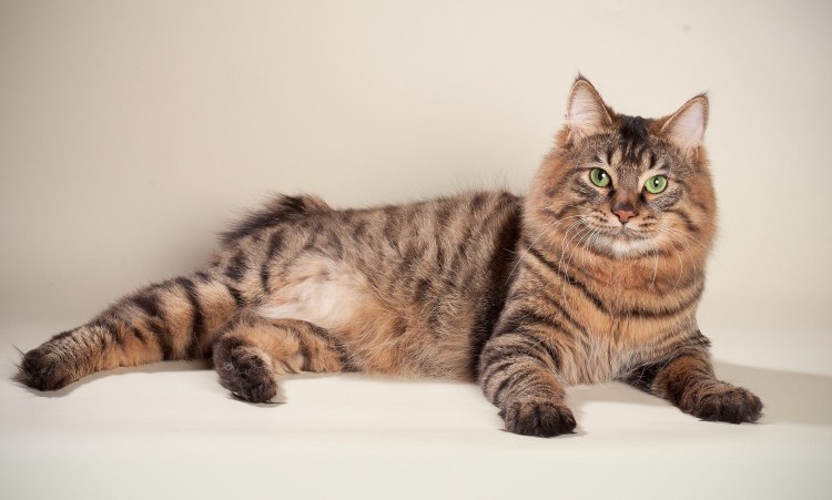 Шотландский бобтейл