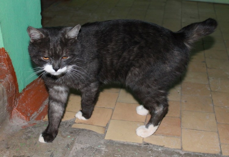 Порода котов со сломанным хвостом