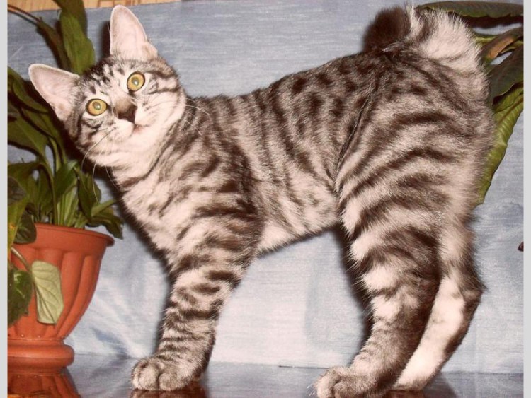 Полосатый бобтейл