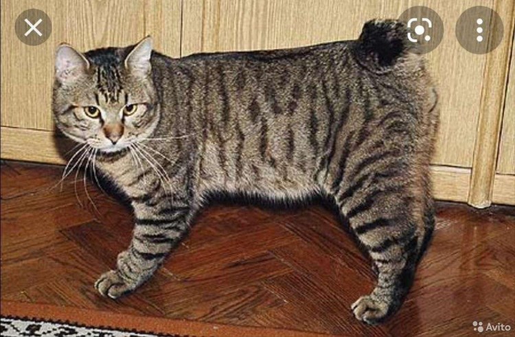 Порода кошек с обрезанным хвостом