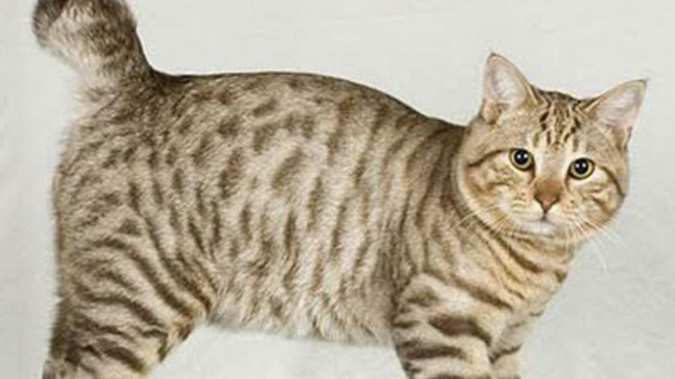 Курильский бобтейл трехцветный