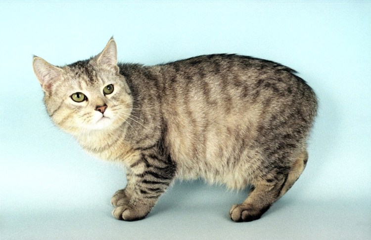 Порода кошек Кимрик