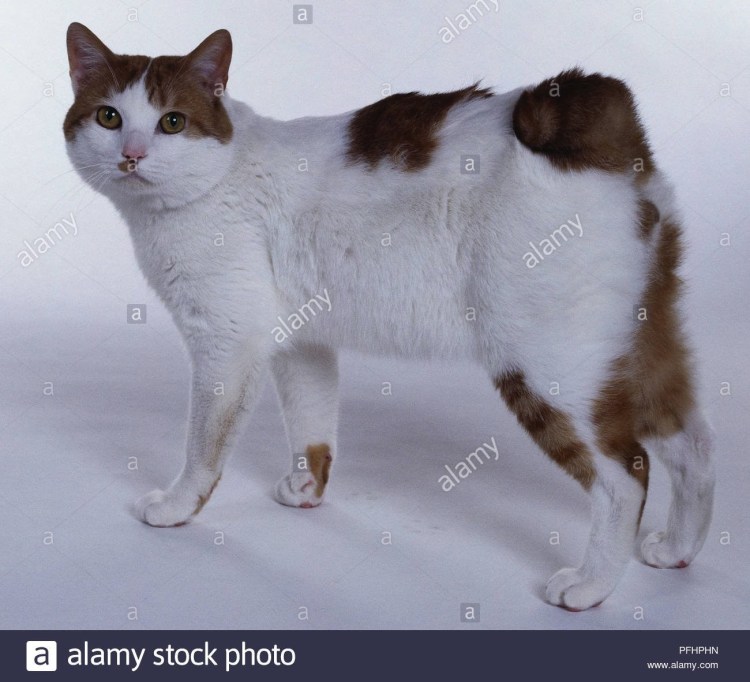 Порода кошек японский бобтейл