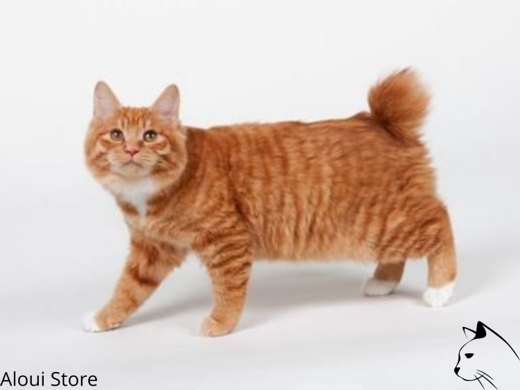 Американский бобтейл кошки рыжие