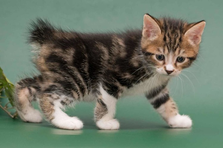 KBL Курильский бобтейл