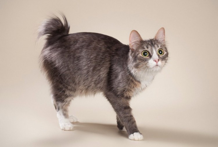 Бобтейл кошка