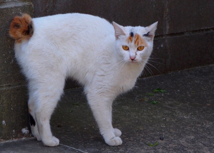 Японский бобтейл
