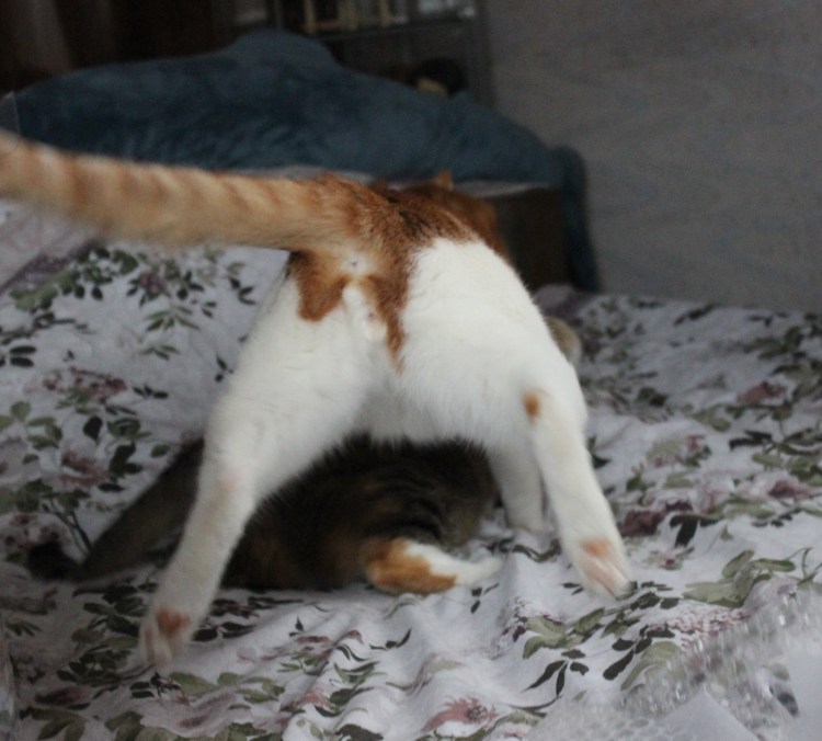 Кот Курильский бобтейл