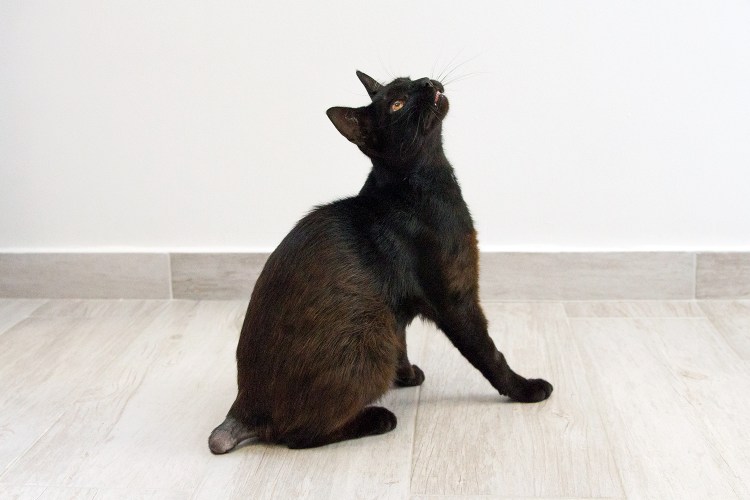 Купированные хвосты у кошек