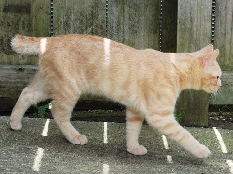 Бесхвостая кошка бобтейл