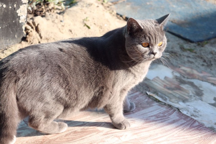 Бусый цвет у кошек
