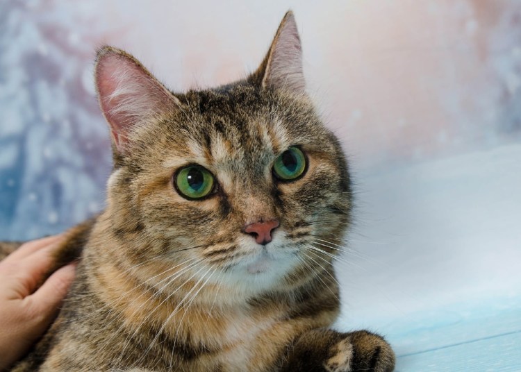 Породы кошек по алфавиту список