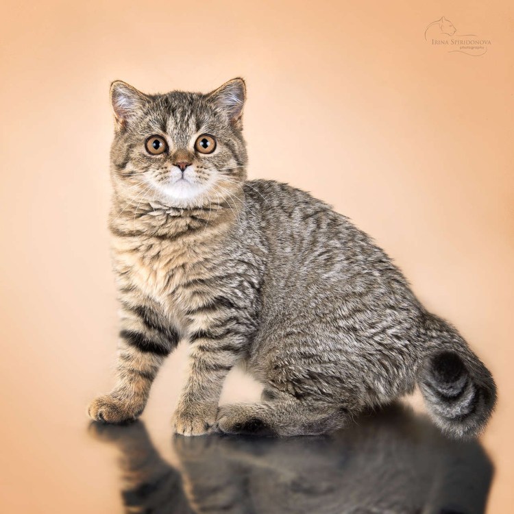 Мейн кун табби