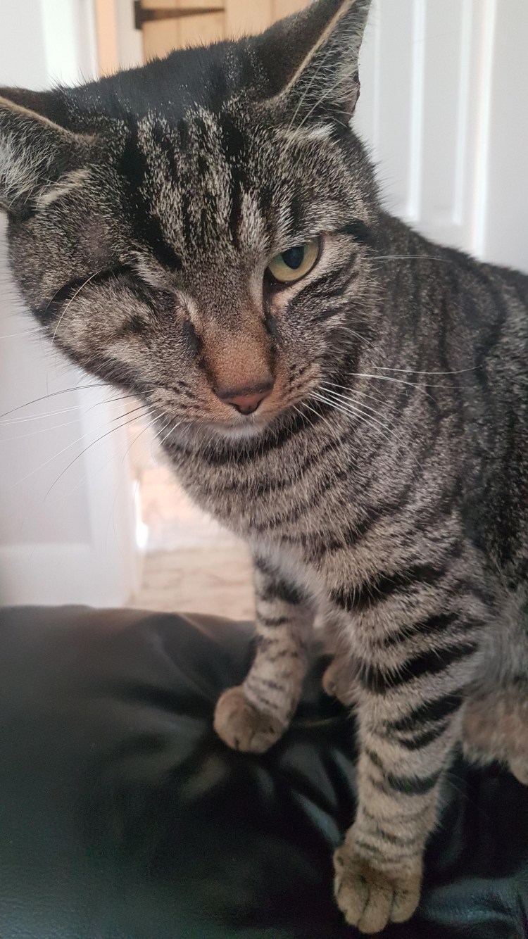 Пятнистый табби беспородный