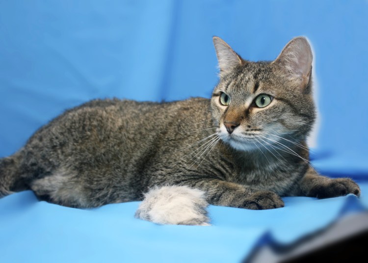 Агути табби