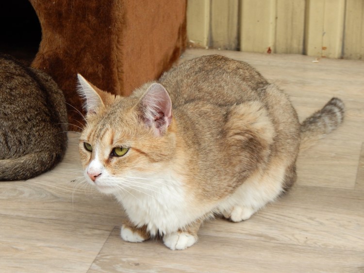 Окрас агути у кошек