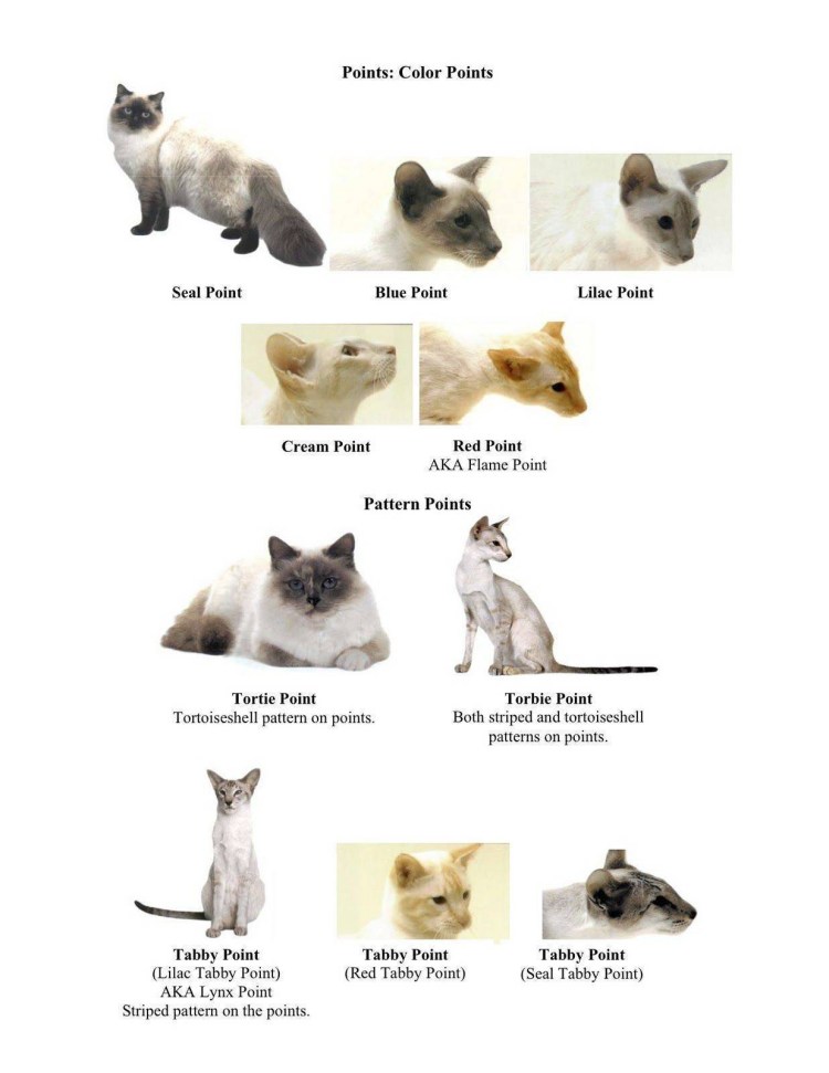 Кошачьи расцветки