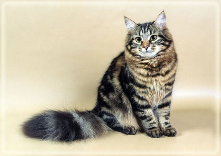 Окрасы сфинксов черный агути