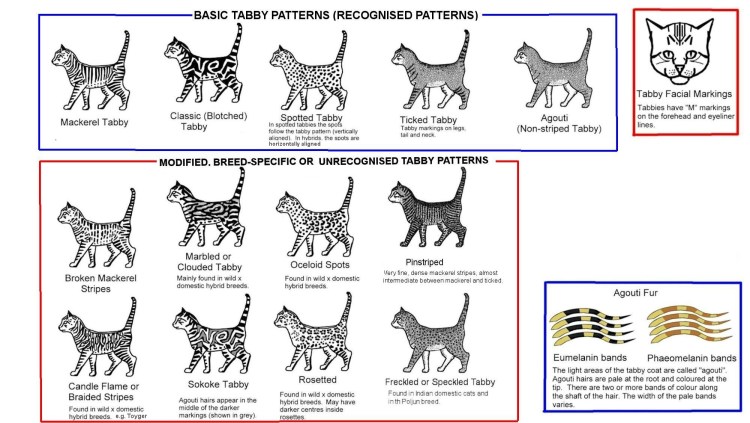 Американская короткошерстная