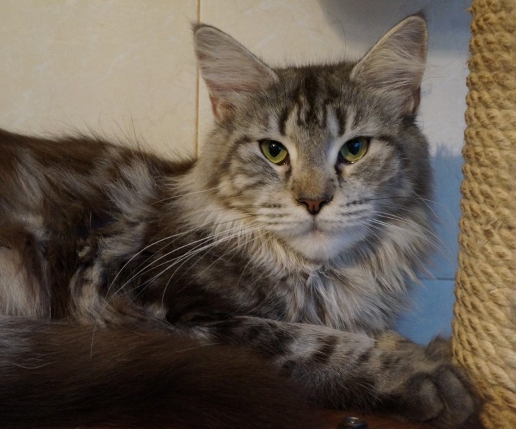 Абиссинская кошка табби