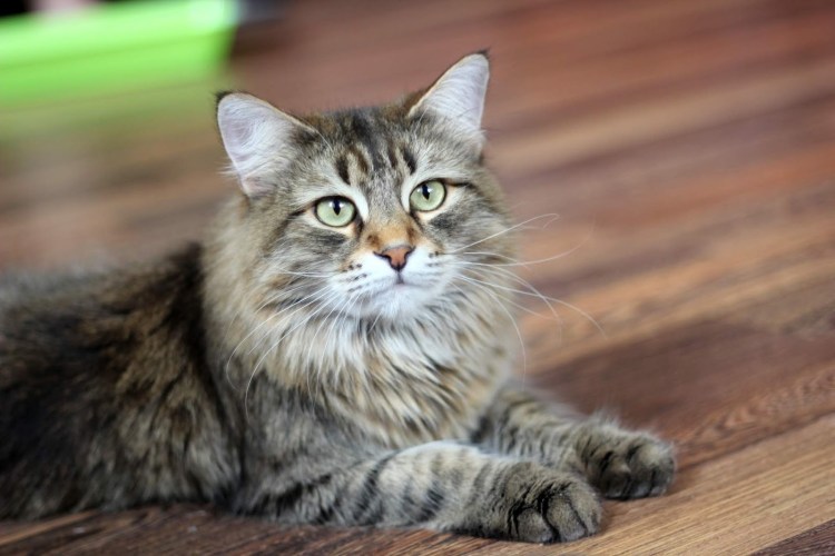 Такса окрас агути