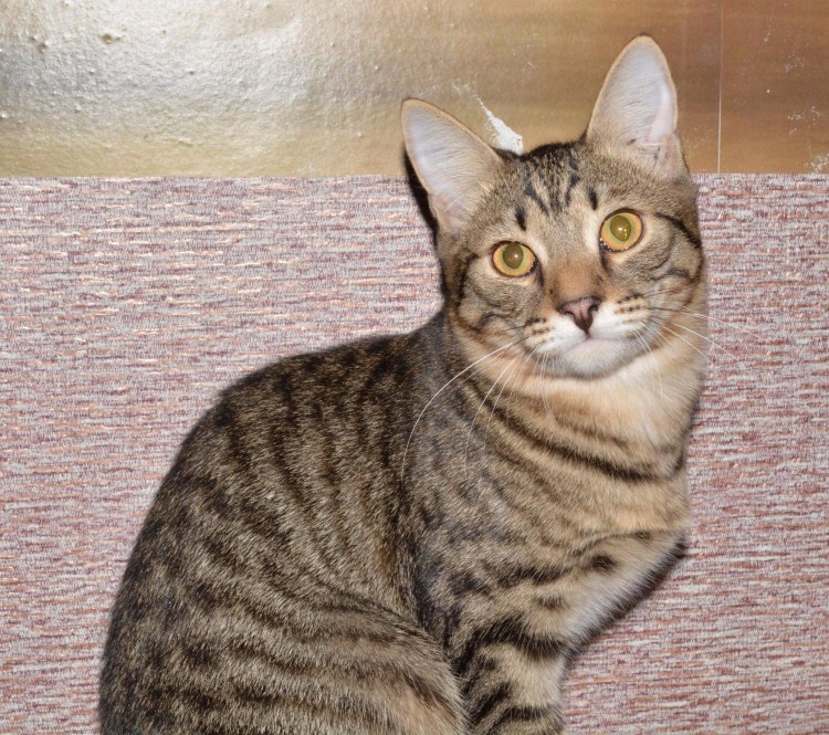 Сибирская кошка окрас агути