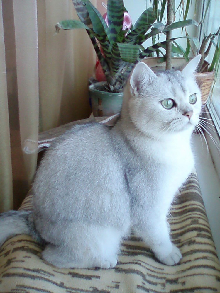 Кот дворовый обыкновенный