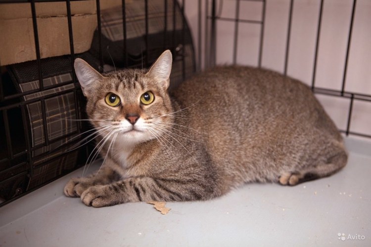 Черный табби споттед