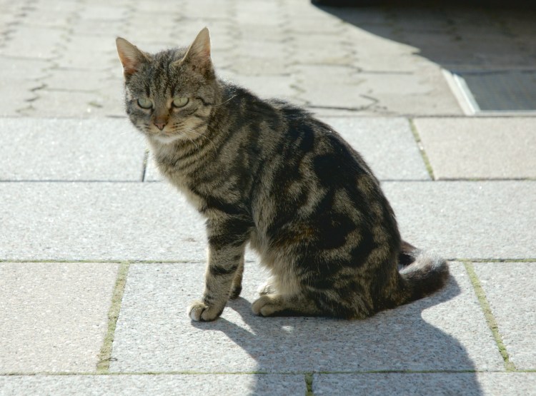Генетика окрасов собак таблица