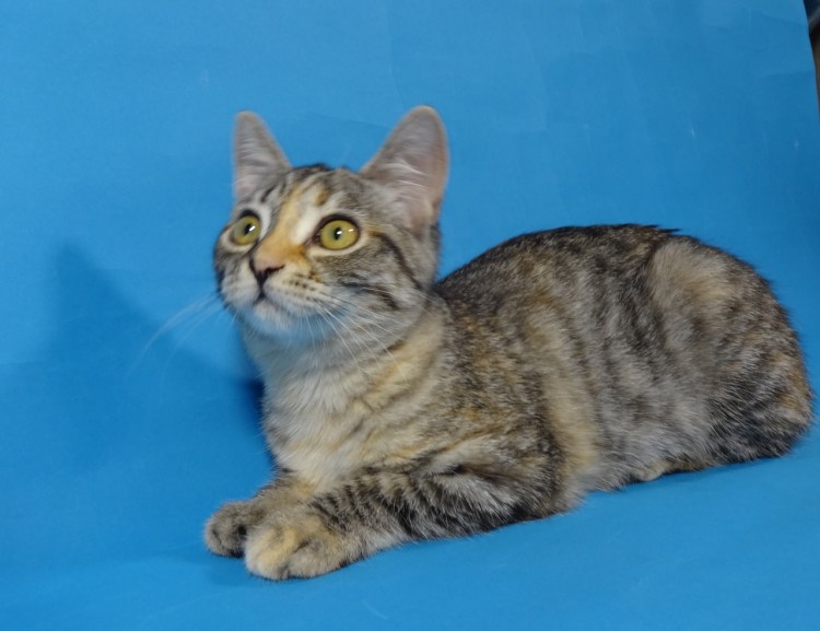 Две трехцветные кошки из Питера приютские как живут сейчас