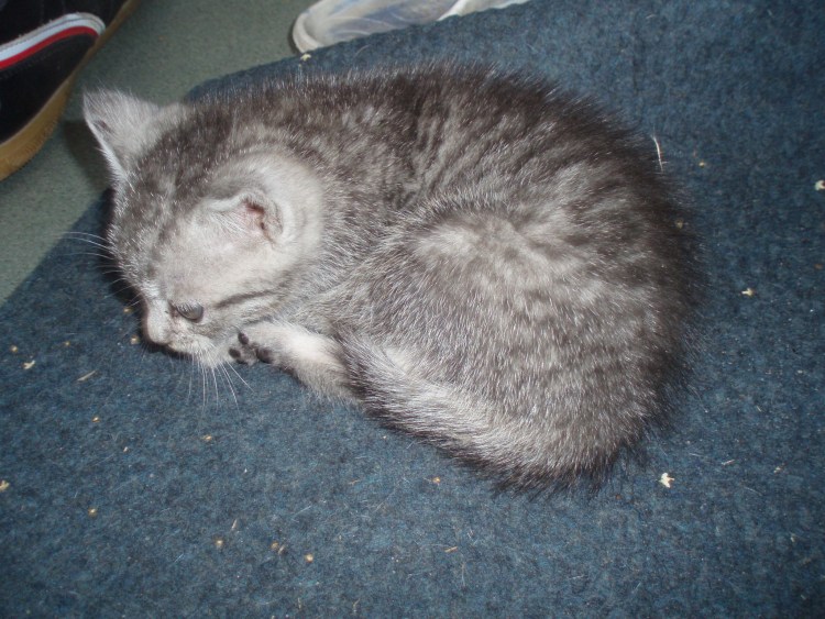 Британец кот черепаховый окрас