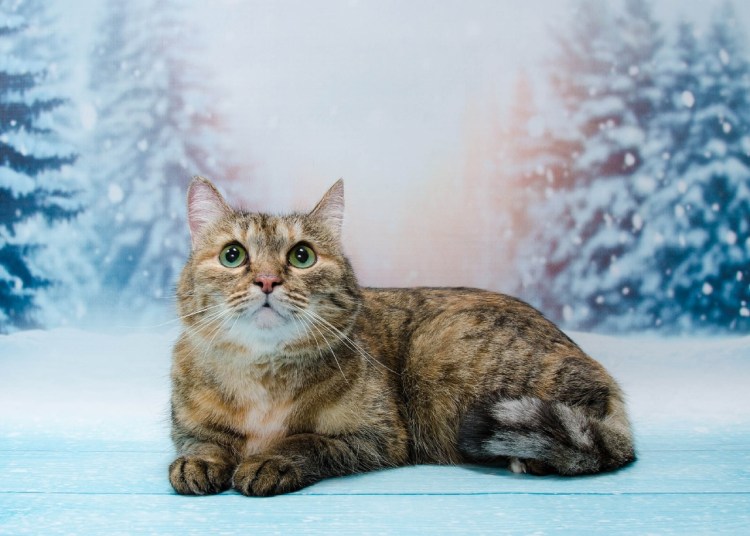 Тиккированный табби