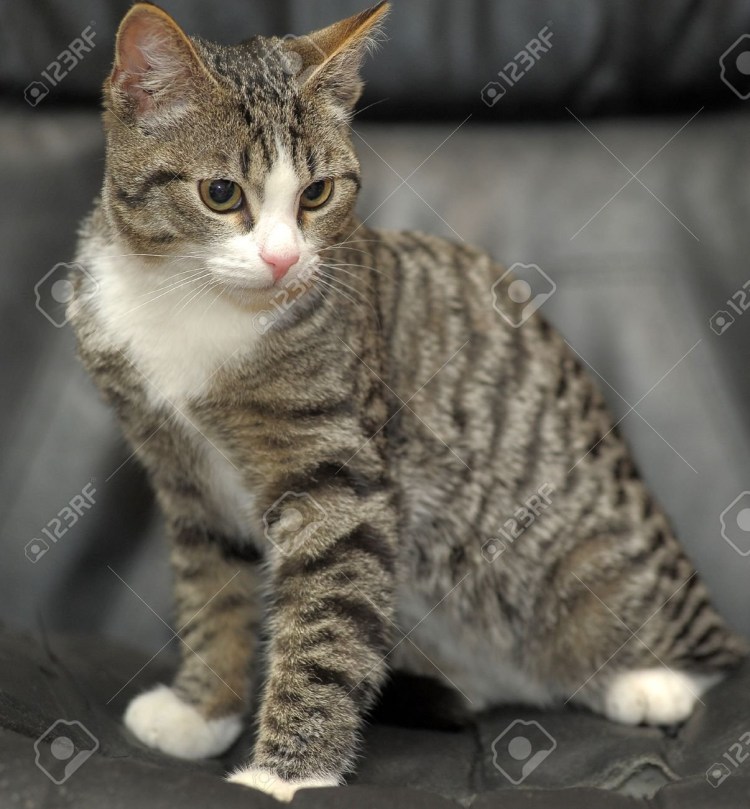 Цвет агути у кошек