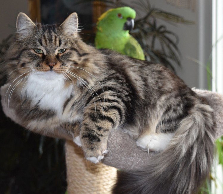 Сибирская длинношерстная порода кошек