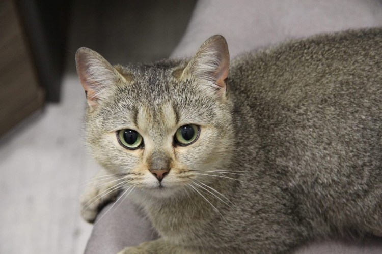 Сотская генетика окрасов собак