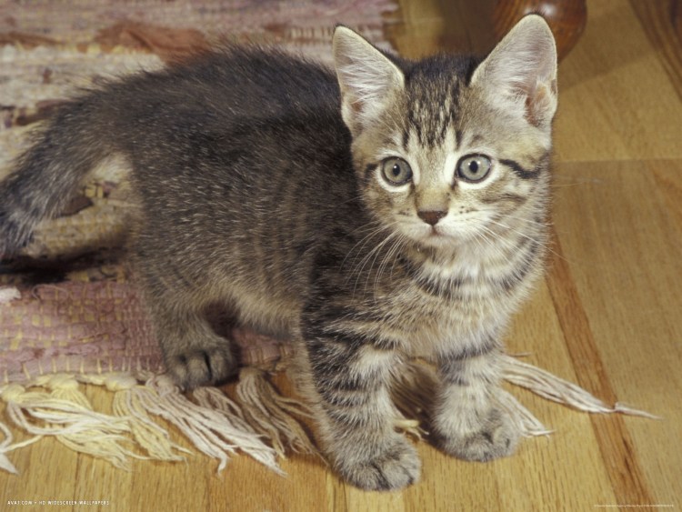 Однотонно пестрая кошка