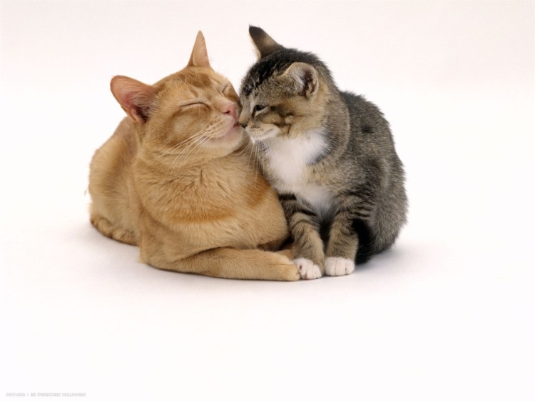 Генетика кроликов окрасы