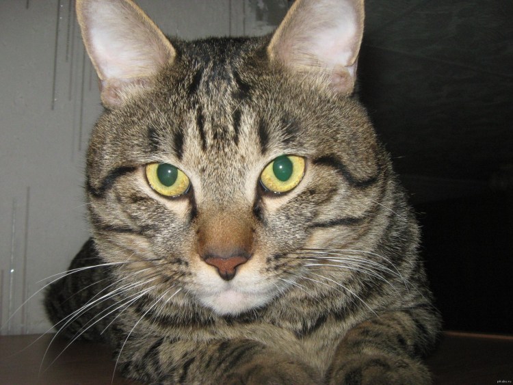 Черный тикированный табби n25