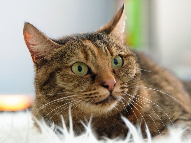 Табби макрель полосатый