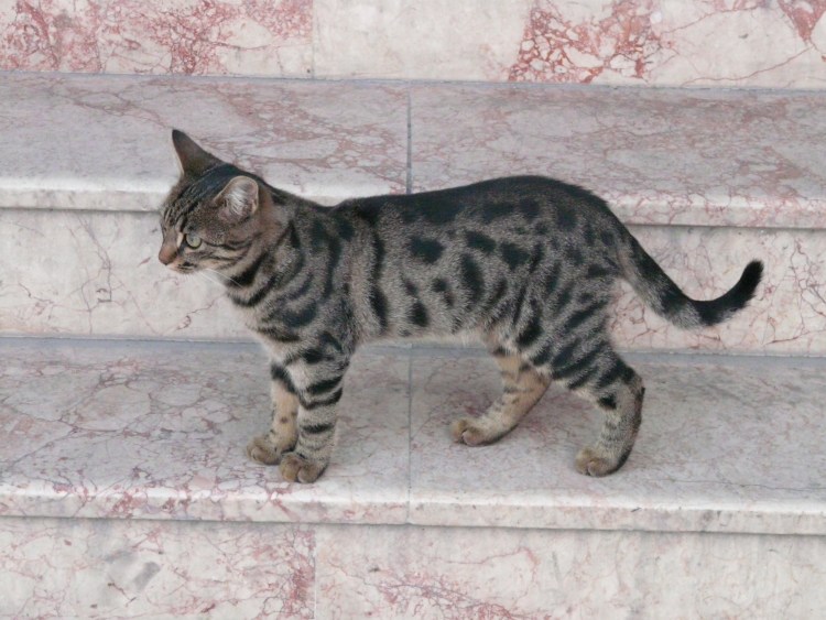 Агути табби пейринг