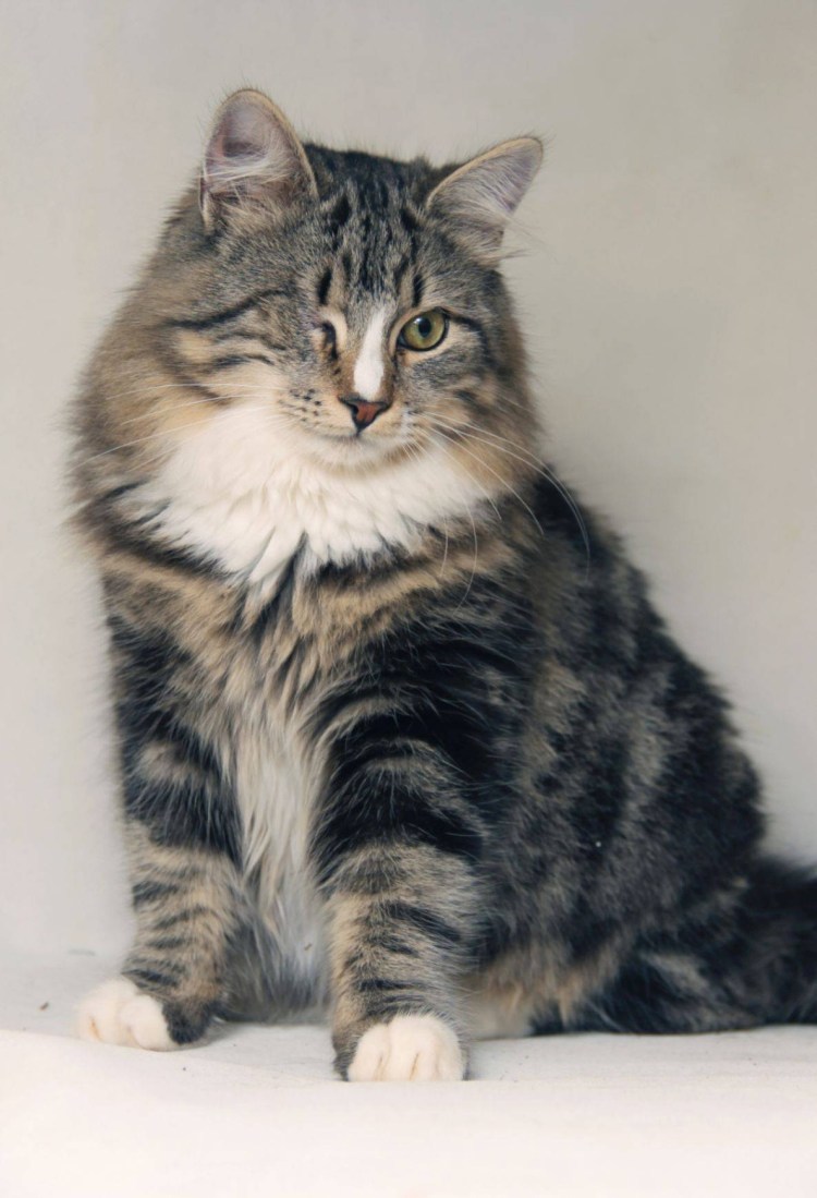 Домашняя кошка Felis catus