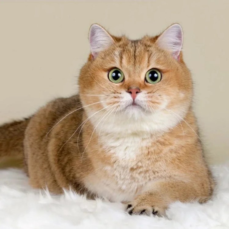 Окрасы колор Пойнт таблица