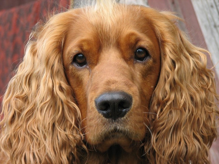 Курцхаар шоколадный