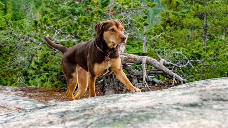 Путь домой фильм 2019 Белла