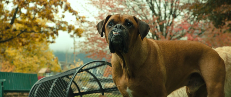 A Dog's way Home (2019) Постер